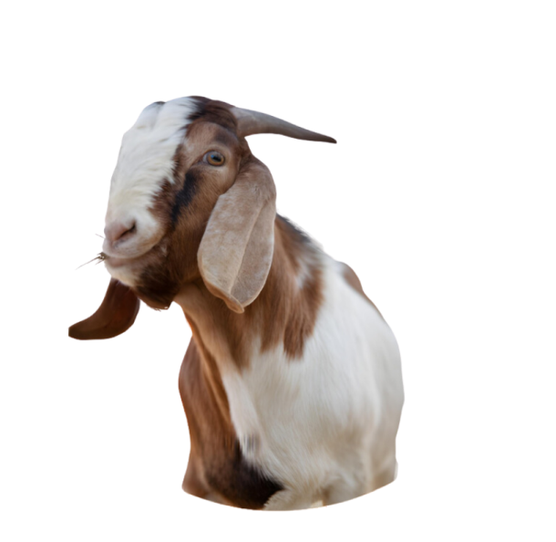 Kambing Raman Farm